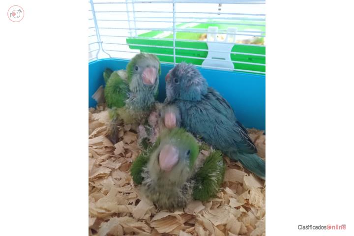 4 Quaker para terminar de criar a mano Puerto Rico