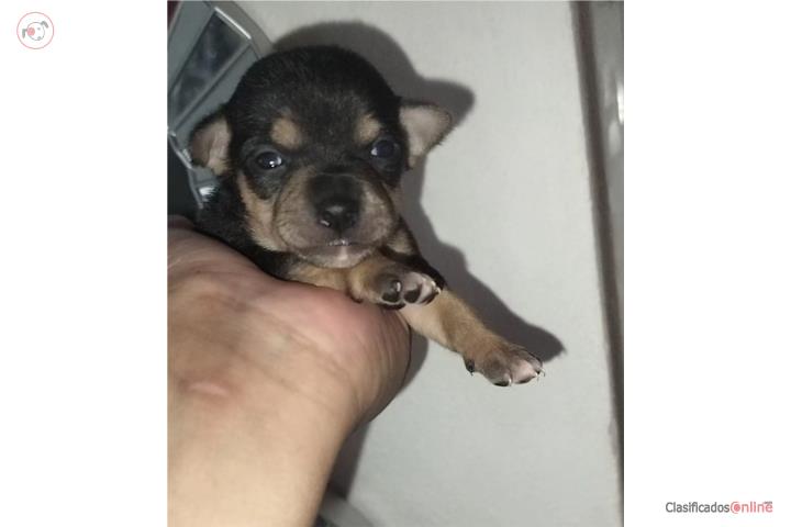 Chihuahua hembra Puerto Rico