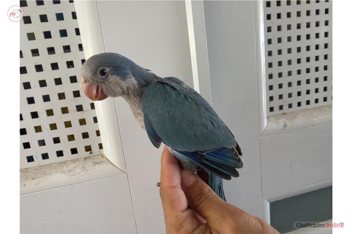 Quaker azul macho con adn Puerto Rico