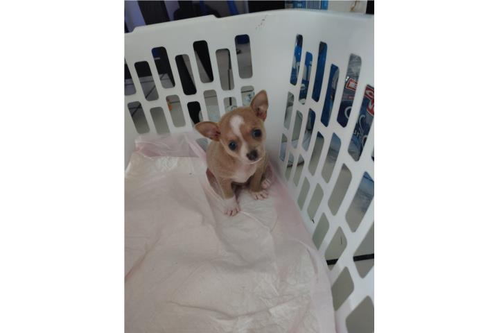 Chihuahua Apple head macho Puerto Rico