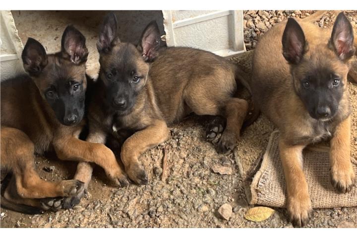 Pastores belgian malinois  Puerto Rico