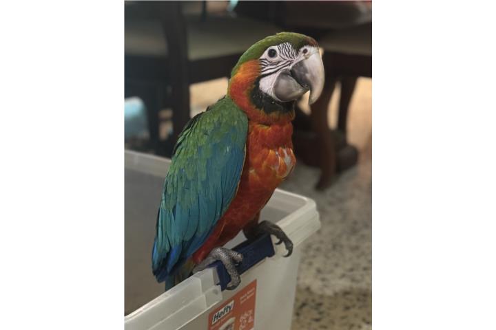 Hermosos Guacamayos bebés  Puerto Rico