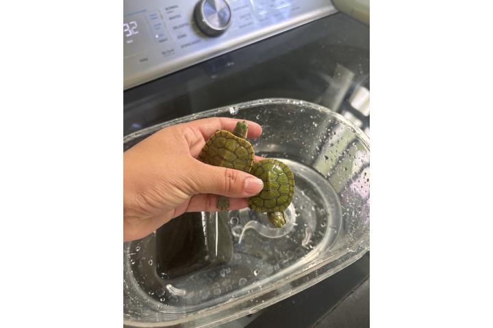 Tortugas  Puerto Rico