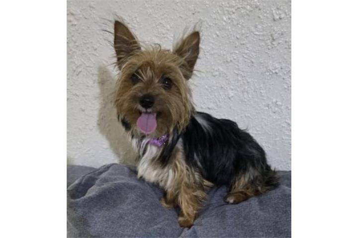 YORKIE TRADICIONAL Puerto Rico