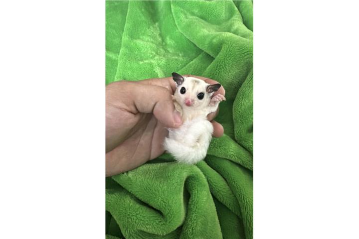 Sugar Glider Mansos  Puerto Rico