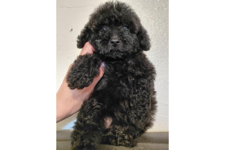 Poodle  Puerto Rico