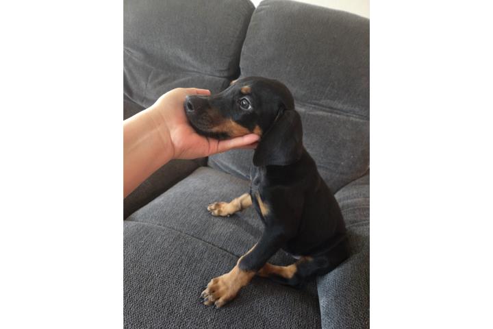 Doberman 2 meses Puerto Rico