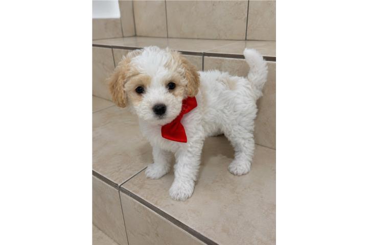Mini Poodle macho  Puerto Rico