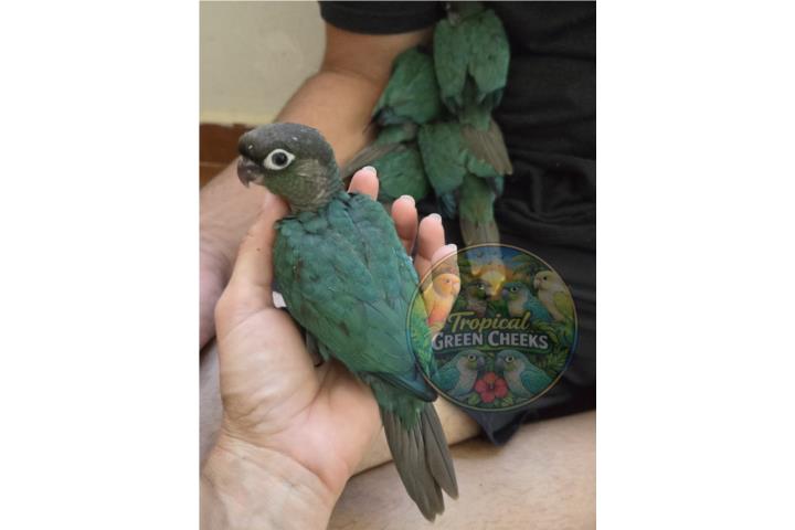 Green Cheek Turquesa Puerto Rico