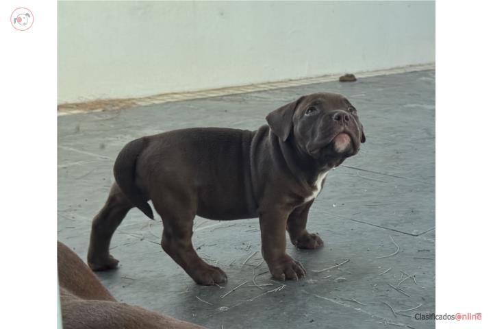 BULLY FEMALE  Puerto Rico