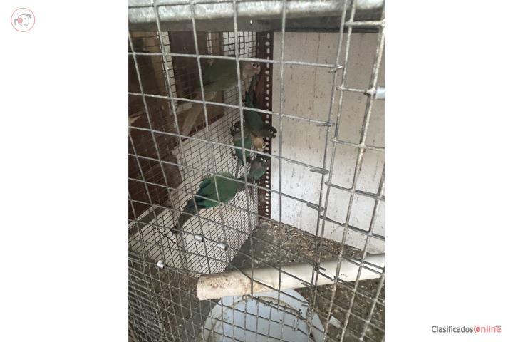 Se venden Green Cheek pareja  Puerto Rico