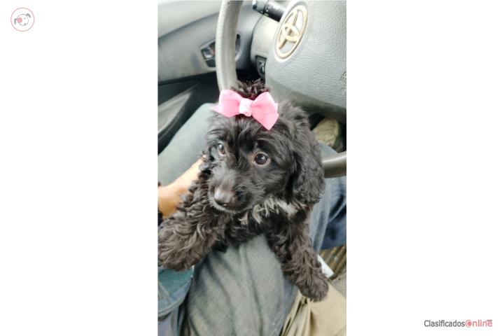 Mini Bernedoodle de 2 meses hembra Puerto Rico