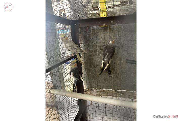 Se vende tres Cockatiel 40 cada uno  Puerto Rico