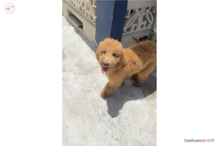 Standar poodle 650 Puerto Rico
