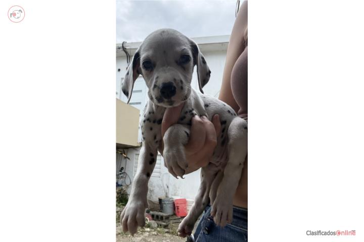 Cachorra Dalmata  Puerto Rico