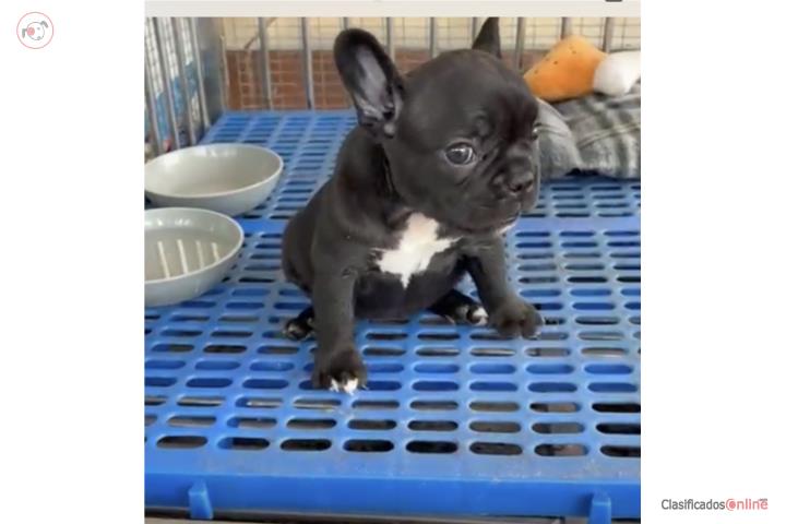 French Bulldog Hembra  Puerto Rico