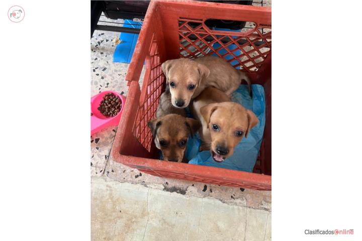 Perritos salchichas Puerto Rico