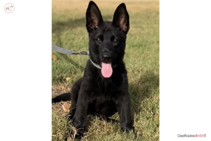 German Shepherd negra AKC Puerto Rico