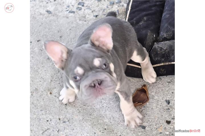 French bulldog bigrope macho  Puerto Rico