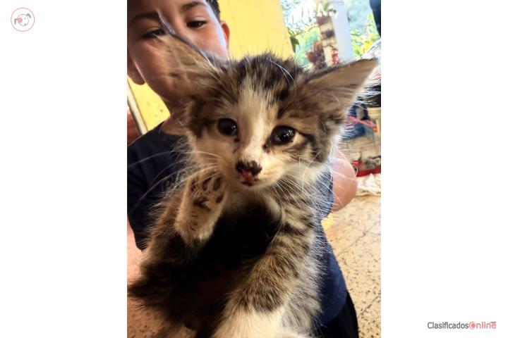 Gatos Puerto Rico