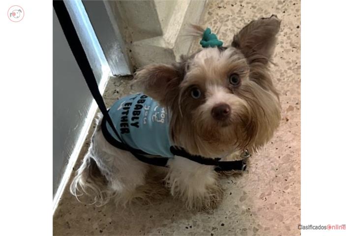 YORKIE MERLE Puerto Rico