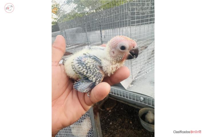 Sun Conuros hand feed  Puerto Rico