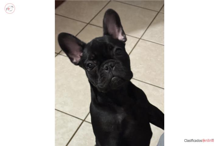 French bulldogs hembra Puerto Rico