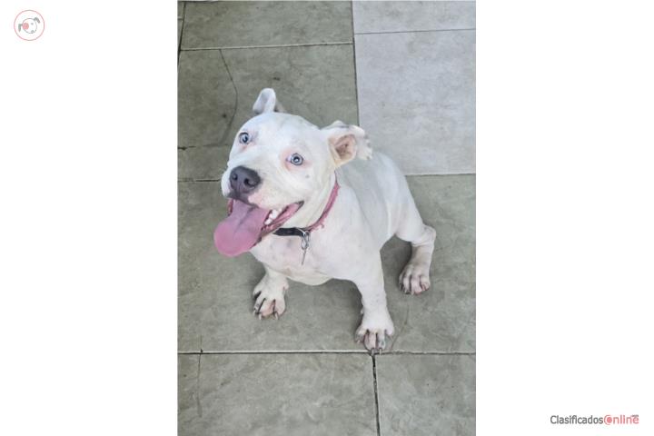 American Pitbull  Puerto Rico