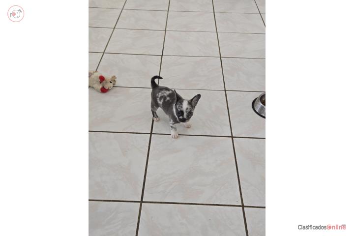 Chihuahua macho blue merle  Puerto Rico