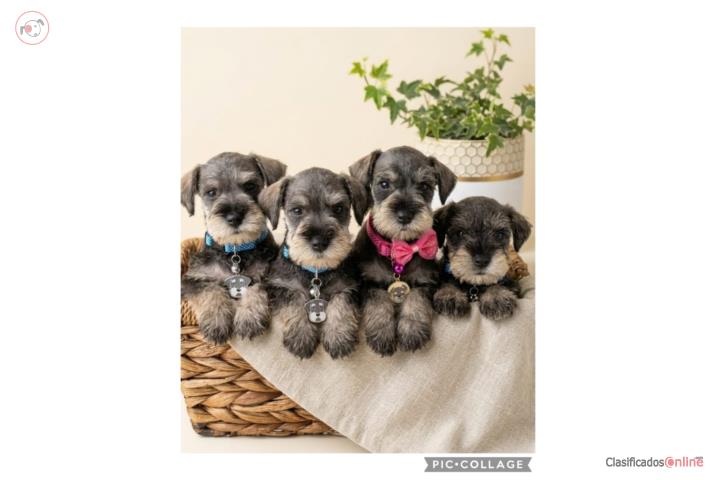 ¡HERMOSOS MINIATURE SCHNAUZER DISPONIBLES!   Puerto Rico