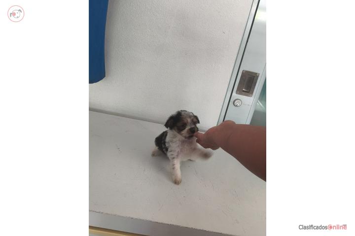Hermoso Yorkie pequeño Puerto Rico