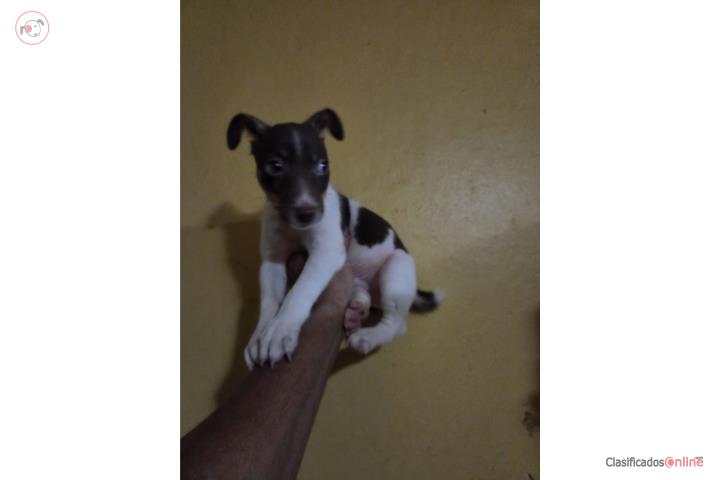 Rat Terrier macho color Chocolate y blanco  Puerto Rico