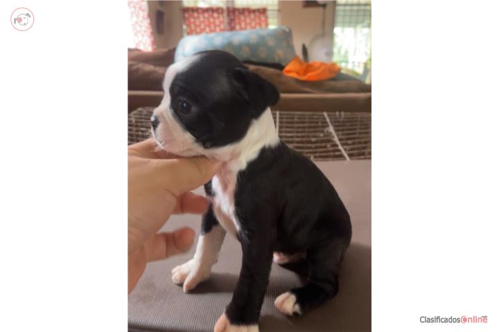 Boston terrier machos disponibles en venta  Puerto Rico