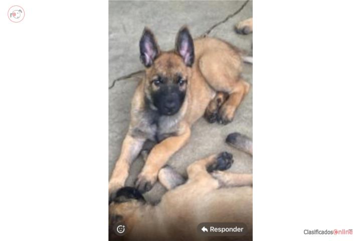 Pastor belga malinois Puerto Rico
