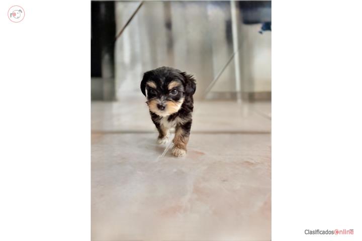 HERMOSOS YORKIES $800 omo  Puerto Rico
