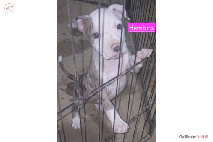 American Pitbull Merle hembra  Puerto Rico