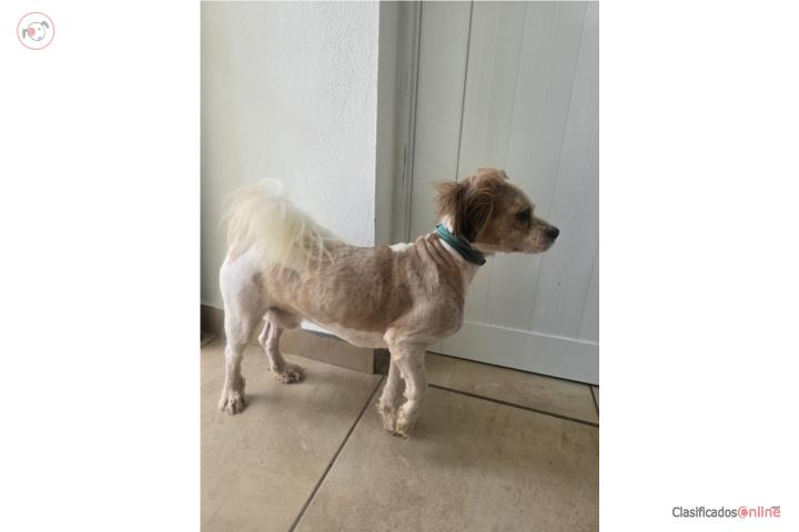 Perrito mezcla con Shihtzu  Puerto Rico