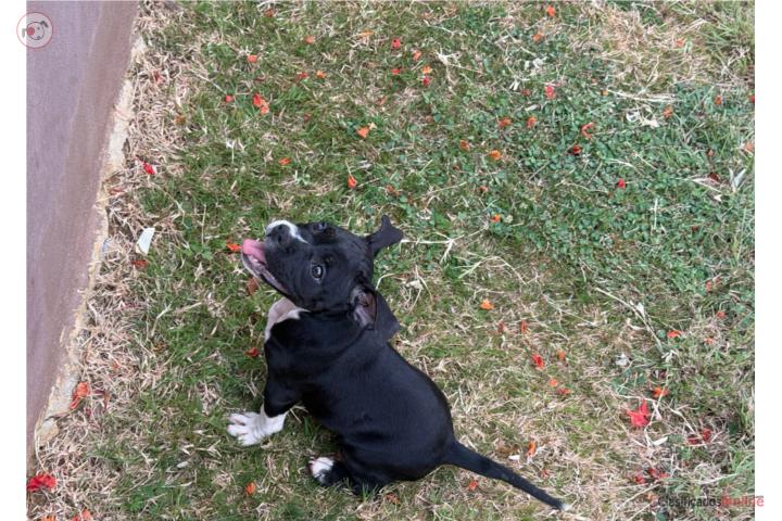 American bully hembra  Puerto Rico