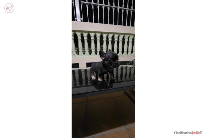 Cv Puerto Rico