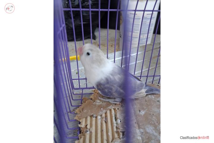 Lovebird  Puerto Rico