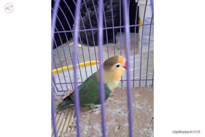 Lovebird Puerto Rico