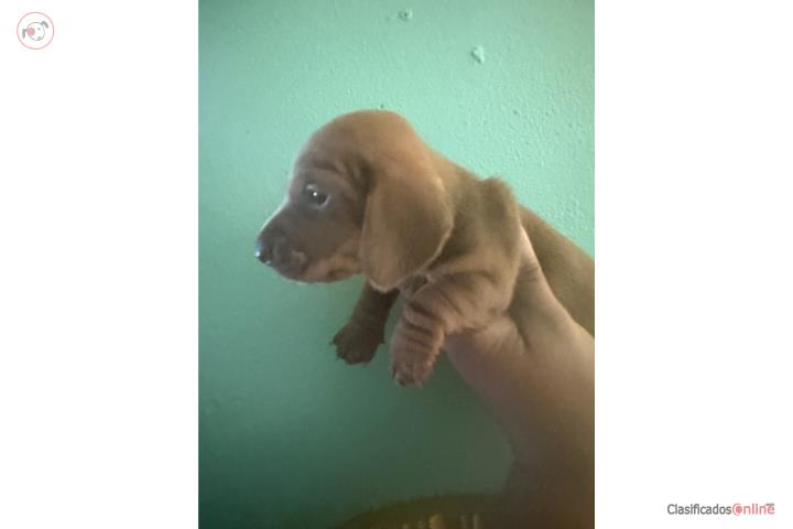 Salchicha mini hembra $600 Puerto Rico