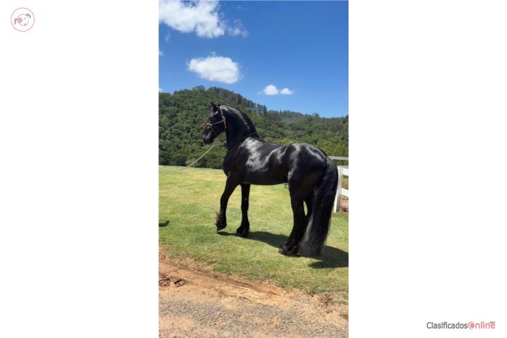 Caballo PASO FINO Al dia Puerto Rico