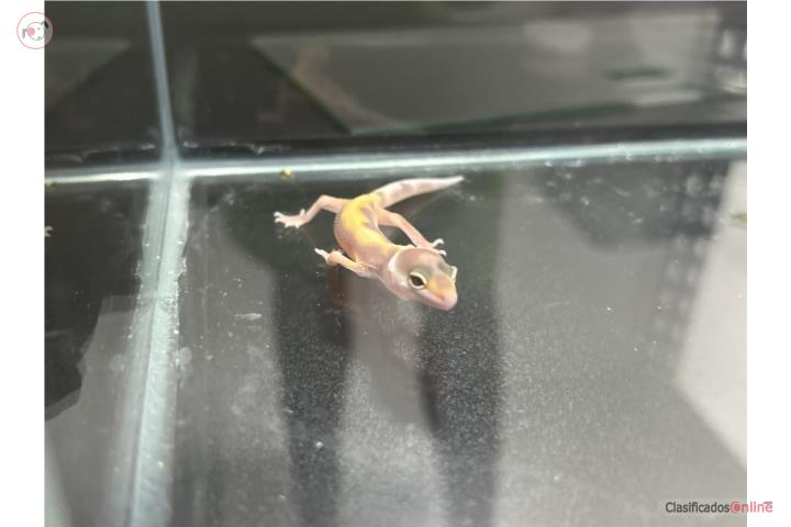 Gecko leopardo Puerto Rico