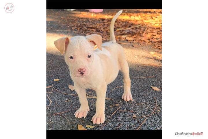 Pitbull  Puerto Rico