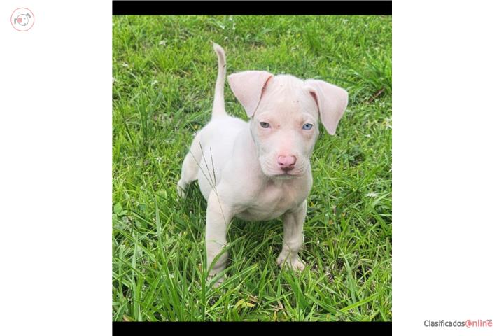 Pitbull  Puerto Rico