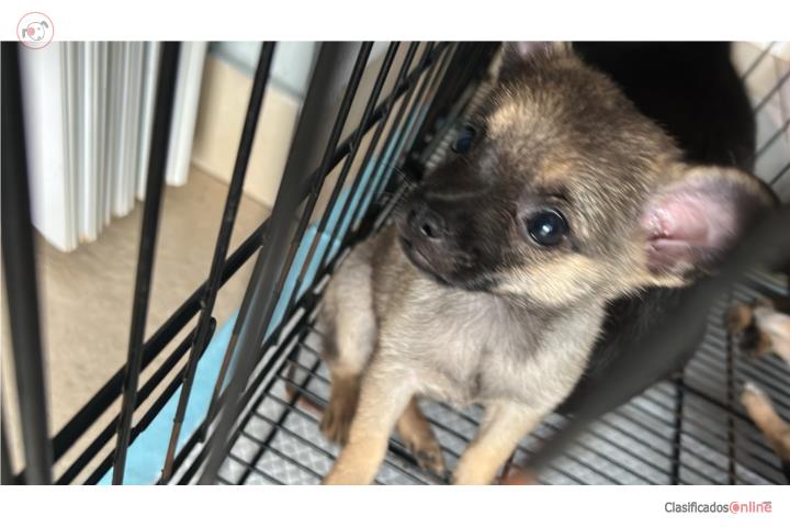 Chihuahua con Pomeranian .  Puerto Rico