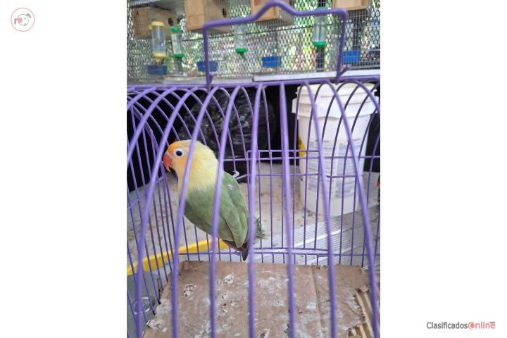 Lovebird Puerto Rico