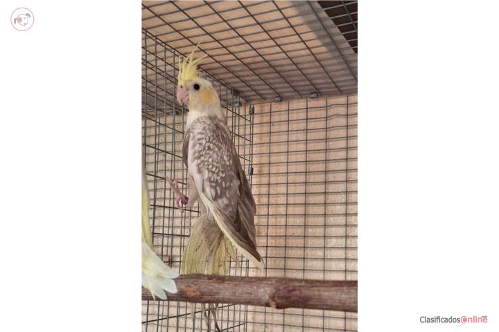 Cockatieles Puerto Rico