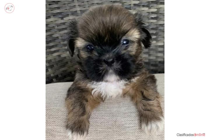 Shihtzu  Puerto Rico